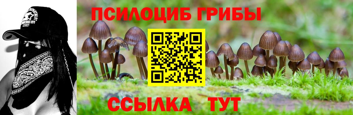 Галлюциногенные грибы Psilocybe Кимовск
